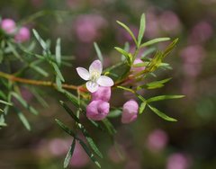 Boronia muelleri