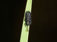 Hispellinus multispinosus