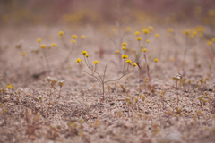 Eriogonum pusillum