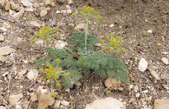 Lomatium mohavense