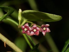 Vincetoxicum barbatum