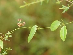 Vincetoxicum barbatum