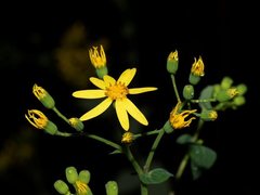 Senecio velleioides