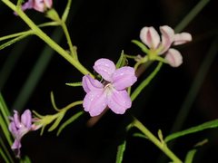 Coopernookia barbata