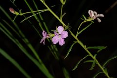 Coopernookia barbata