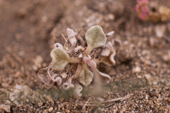 Eriogonum pusillum