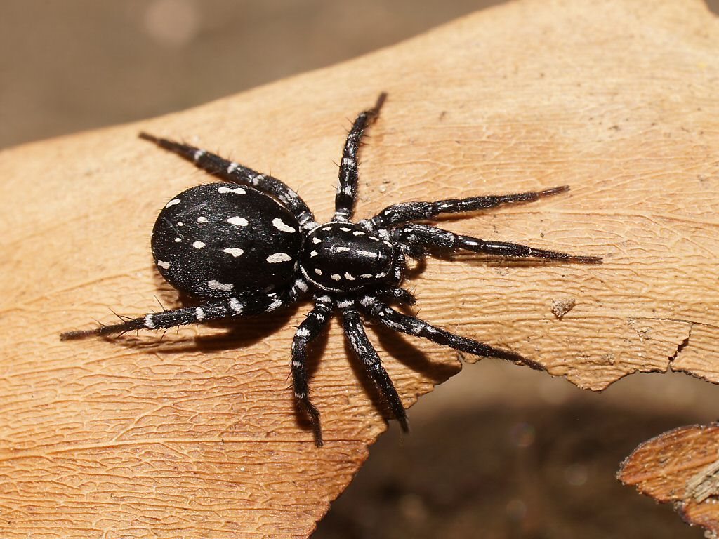 White-spotted Swift Spider