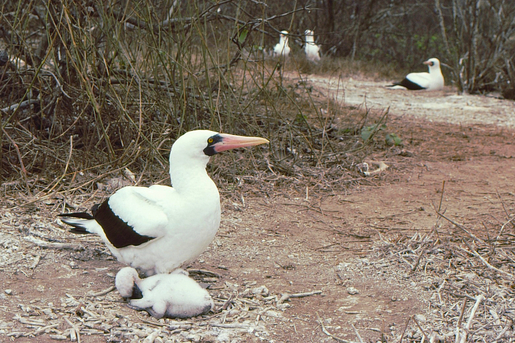 Adult Nazca booby standing beside a small white chick on bare ground at Isla de la Plata
