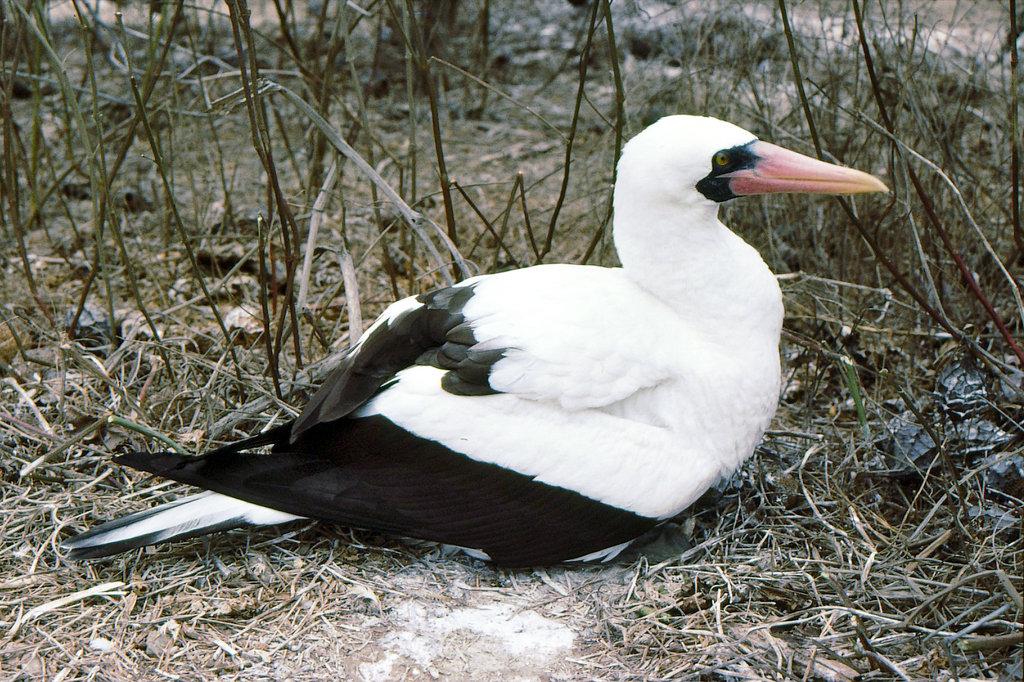 Adult Nazca booby resting on a ground nest of dry twigs, bill pinkish orange