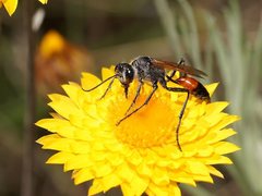 Podalonia tydei suspiciosa