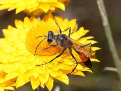 Podalonia tydei suspiciosa