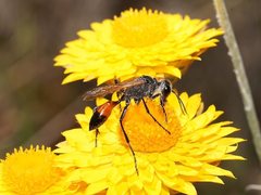 Podalonia tydei suspiciosa