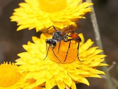 Podalonia tydei suspiciosa