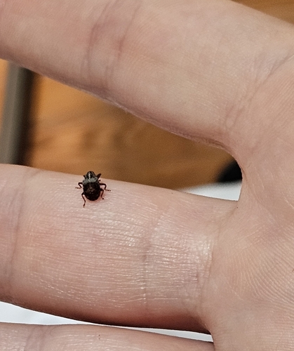 Apple curculio photo 3