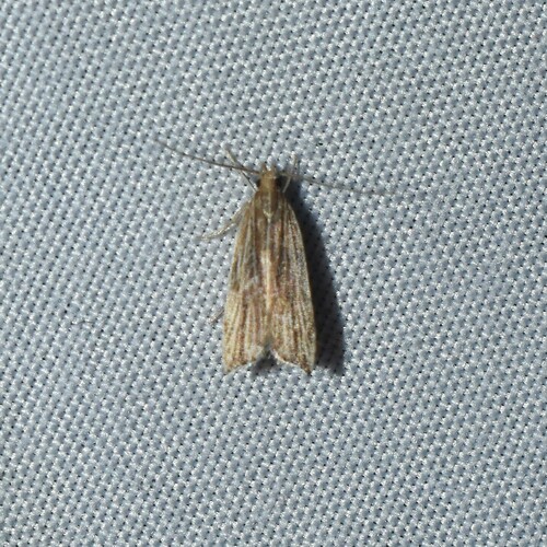 Lanceolate Moth photo 3