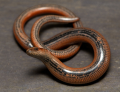 Common Slowworm