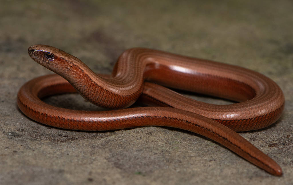 Slow Worm