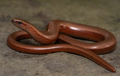 Slow Worm photo 1