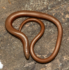 Slow Worm photo 5