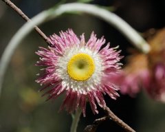 Chrysocephalum baxteri