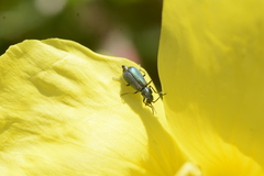 Cordylepherus viridis
