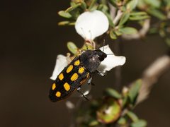 Castiarina xanthopilosa