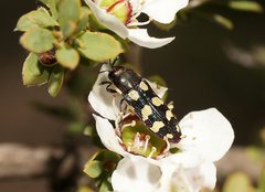 Castiarina decemmaculata