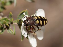 Castiarina decemmaculata