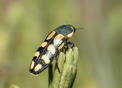 Castiarina decemmaculata