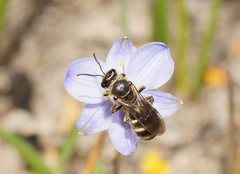 Lasioglossum calophyllae