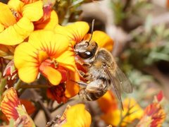 Trichocolletes serotinus