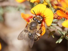 Trichocolletes serotinus