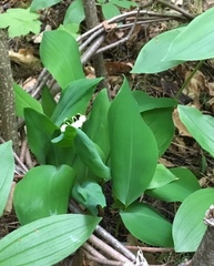 Convallaria