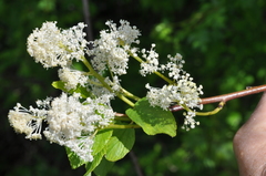 Ceanothus sanguineus