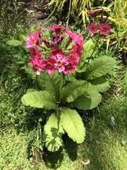 Primula japonica
