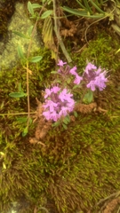 Thymus oenipontanus