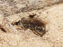 Lasioglossum calophyllae
