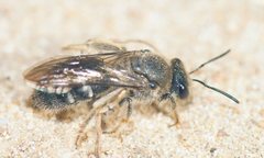 Lasioglossum calophyllae