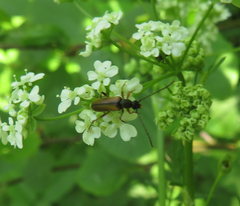 Alosterna tabacicolor
