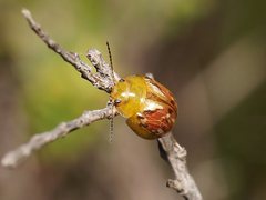 Paropsisterna obliterata