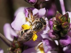 Lasioglossum calophyllae