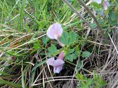 Chamaecytisus purpureus