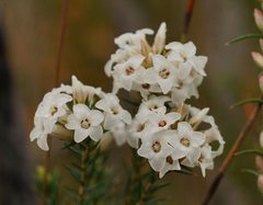 Epacris lanuginosa