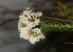 Epacris lanuginosa
