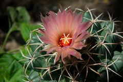 Coryphantha elephantidens