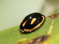 Micraspis flavovittata