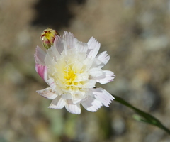 Malacothrix floccifera