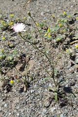 Malacothrix floccifera