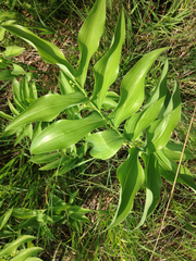 Polygonatum biflorum commutatum