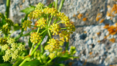 Image of Levisticum officinale by no rights reserved